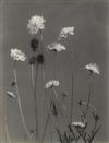 LINCOLN, EDWIN HALE. Wild Flowers of New England Photographed From Nature.